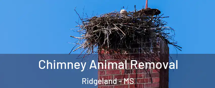 Chimney Animal Removal Ridgeland - MS