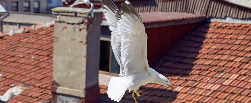 Residential Chimney Animal Removal Solution in Ridgeland, MS